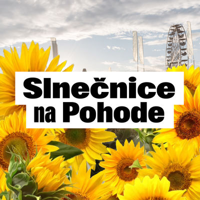 Na Pohodu sa vrátia slnečnice