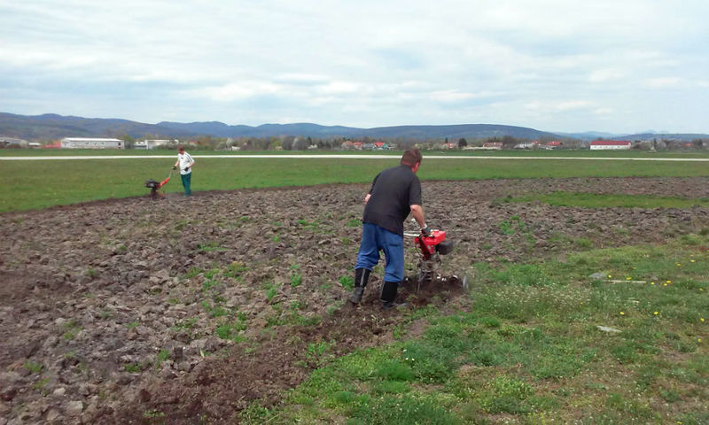 Farmer’s report: sunflowers to bloom at Pohoda again