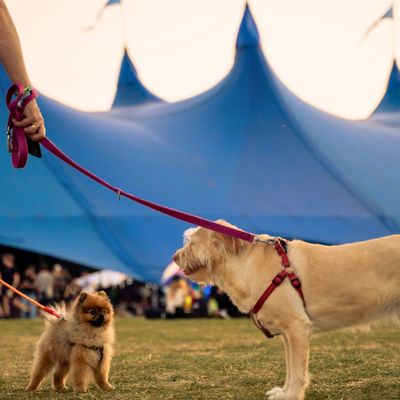 First Aid for Your Dogs at Pohoda 2024