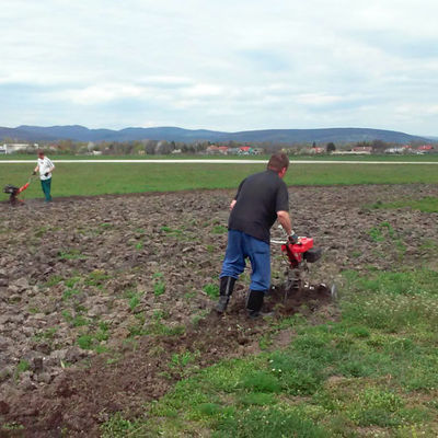 Farmer’s report: sunflowers to bloom at Pohoda again